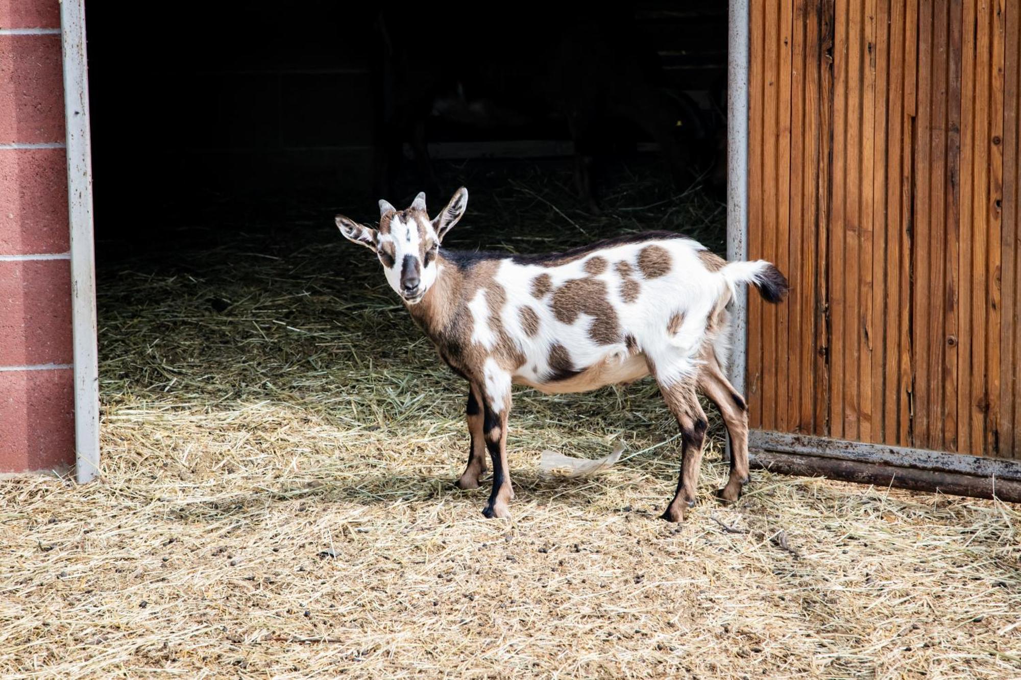 Agriturismo Parco Campofelice Lombardore Kültér fotó