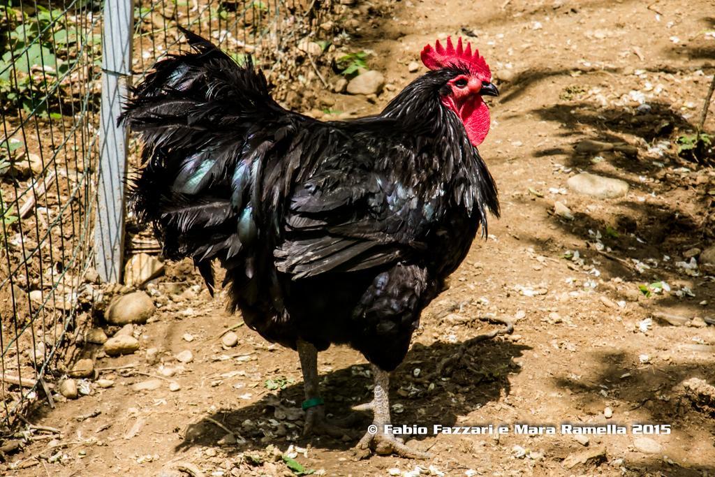 Agriturismo Parco Campofelice Panzió Lombardore Kültér fotó