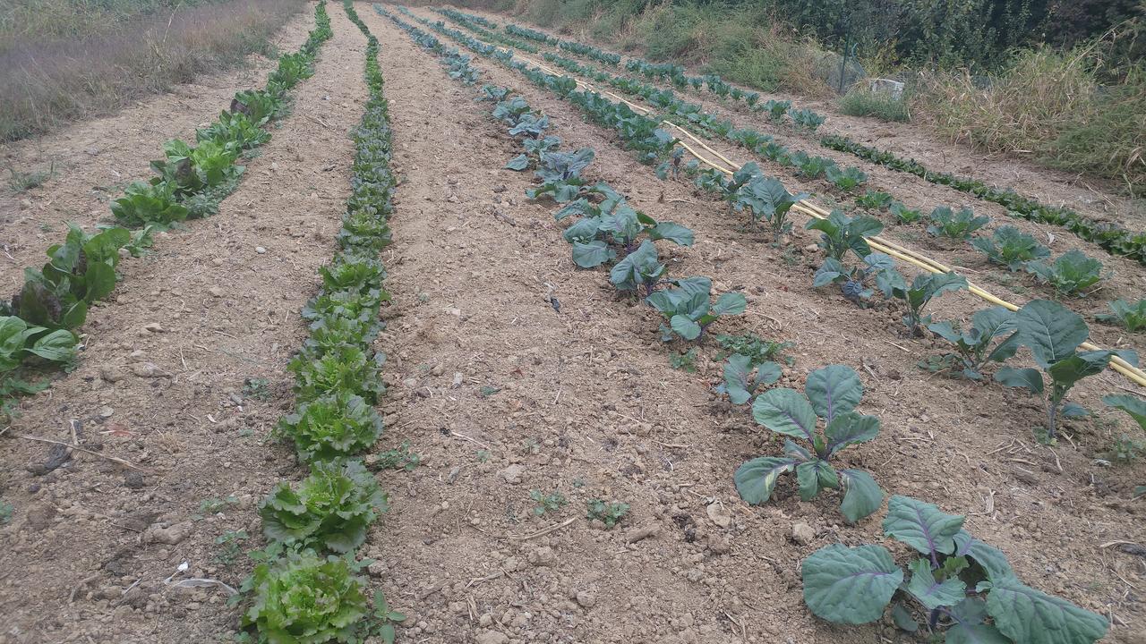 Agriturismo Parco Campofelice Panzió Lombardore Kültér fotó